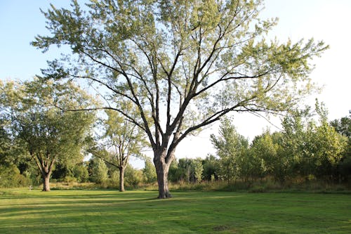 Free Trees on Grassland Stock Photo