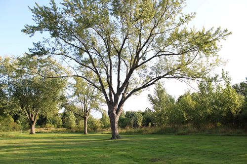 Free A serene landscape featuring tall trees and a well-maintained green lawn under a bright sky. Stock Photo