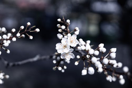 Close up of a Blossom