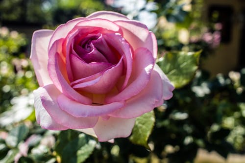 A Rose in a Garden 