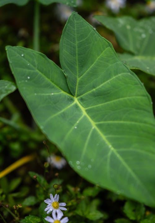 Big, Green Leaf