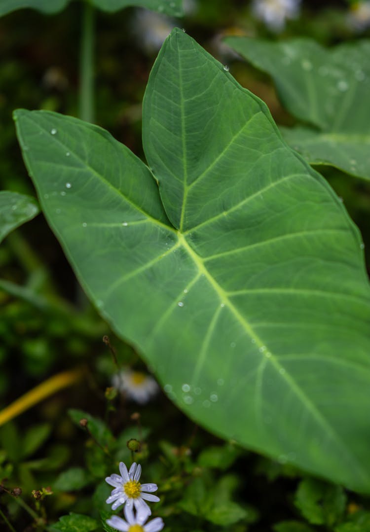 Big, Green Leaf