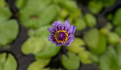 Close up of a Flower