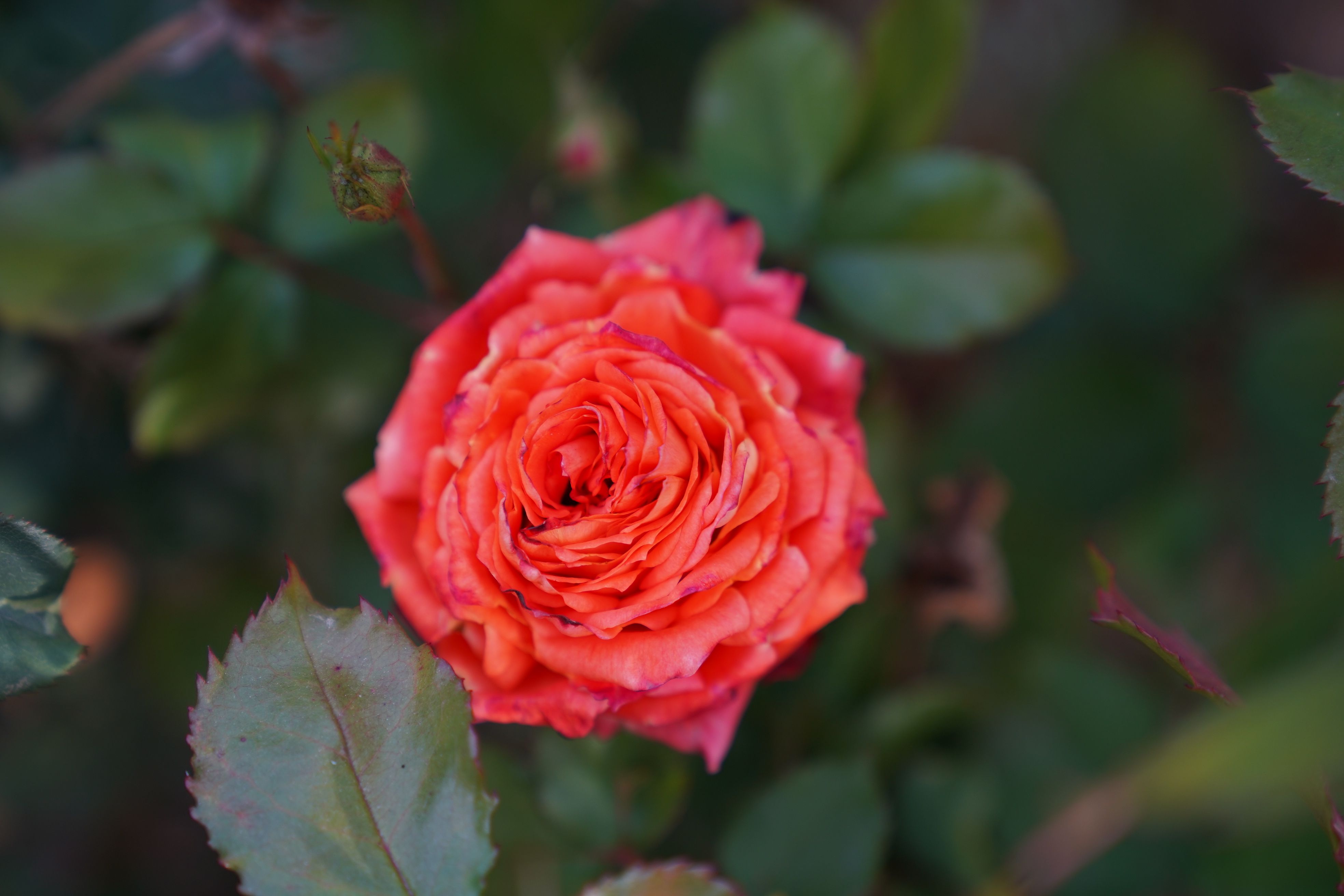 Hd English Roses English Rose Photos, Download The BEST Free English Rose Stock Photos ...