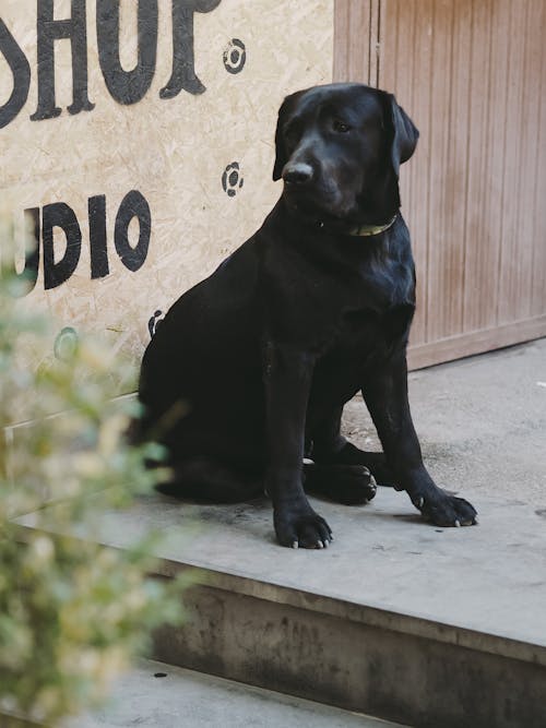 Black Dog Sitting on Pavement by Wall