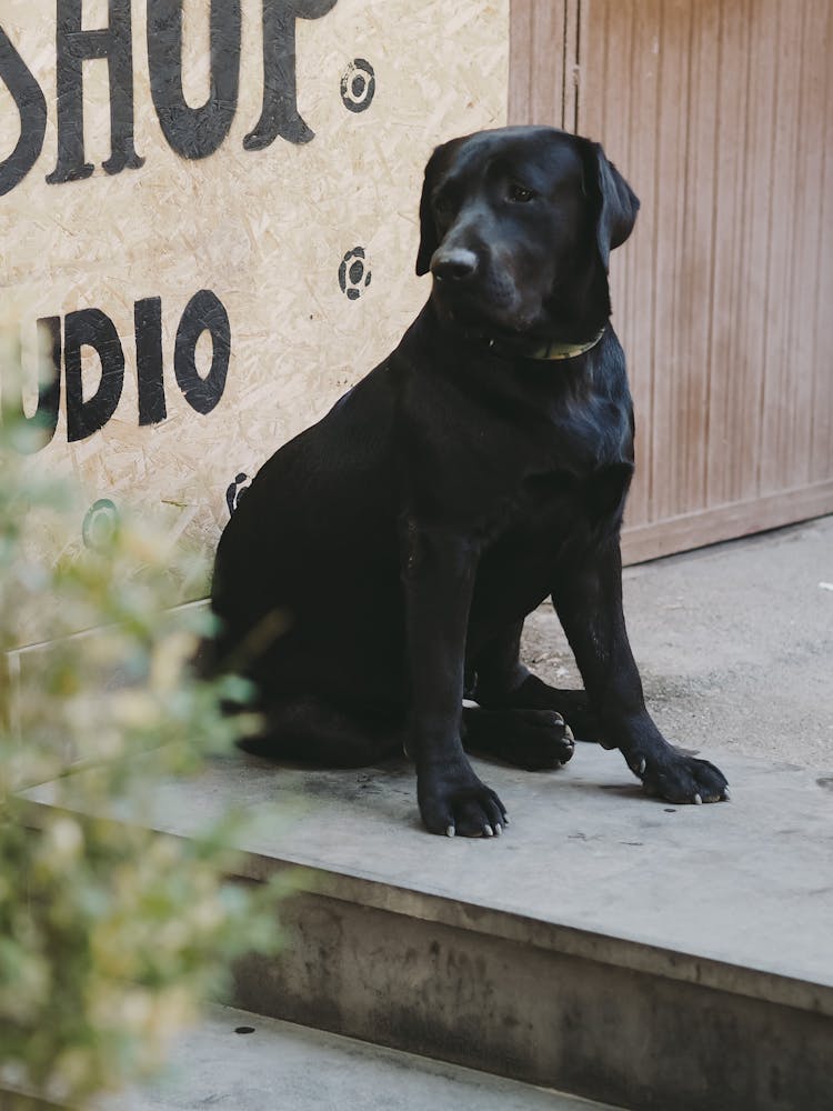 Black Dog Sitting On Pavement By Wall