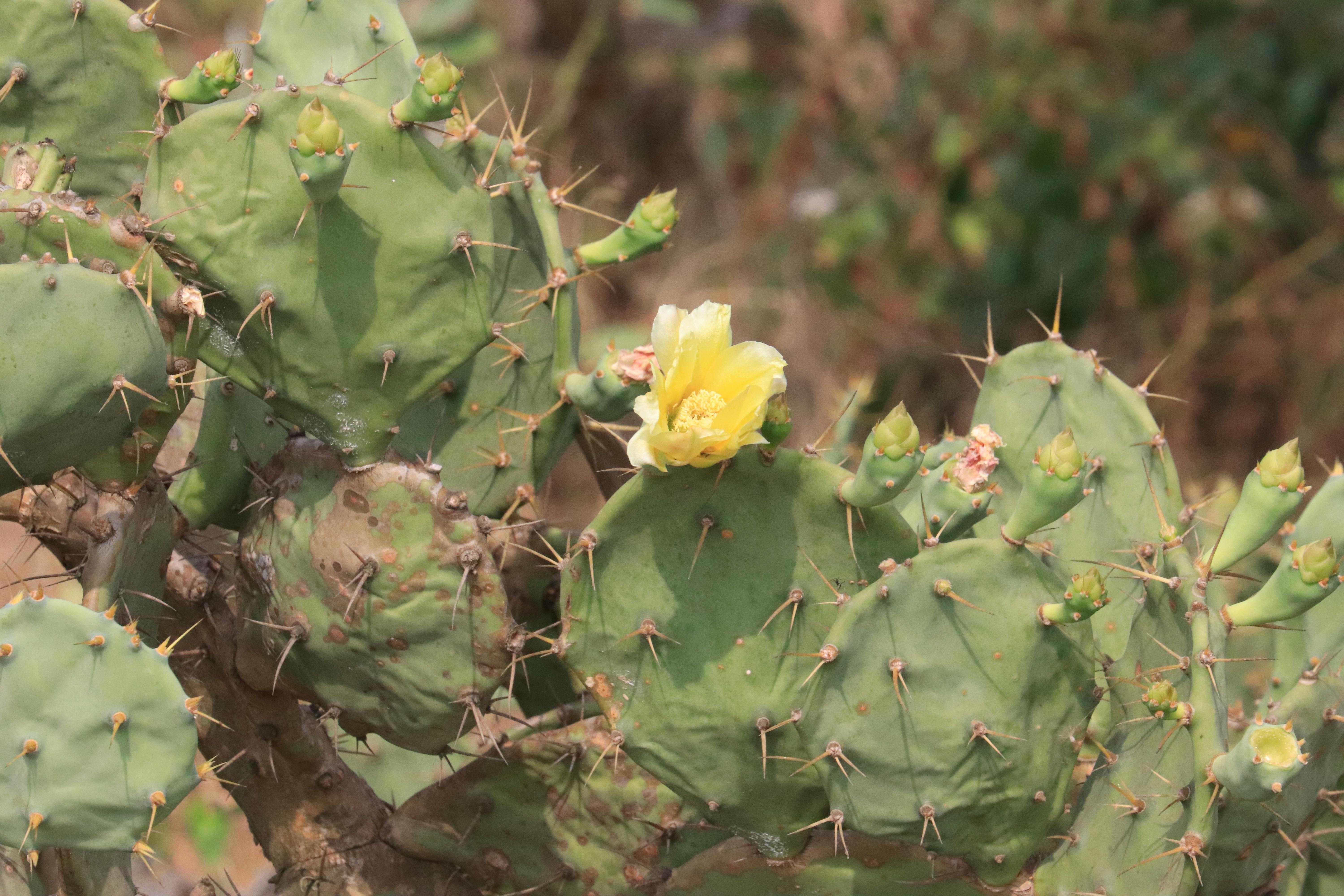 Free stock photo of cactus, cactus flower, wild plant