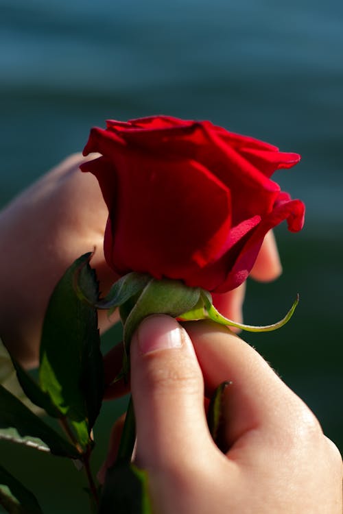 Hands Holding Red Rose