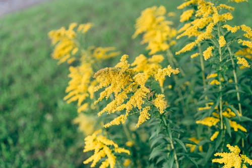 Ilmainen kuvapankkikuva tunnisteilla aurinko, aurinkoinen solidago canadensis, ekologia