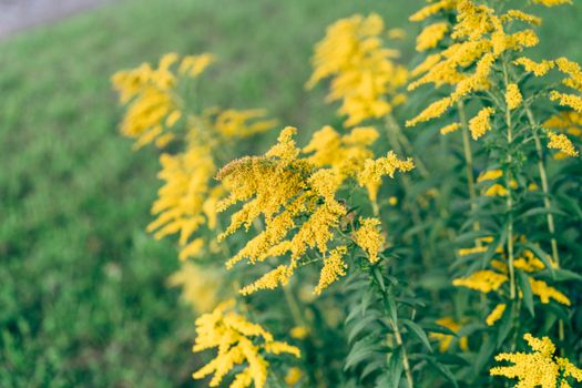 A close up of yellow flowers in a field