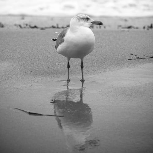 Безкоштовне стокове фото на тему «пісок, пляж, птах»