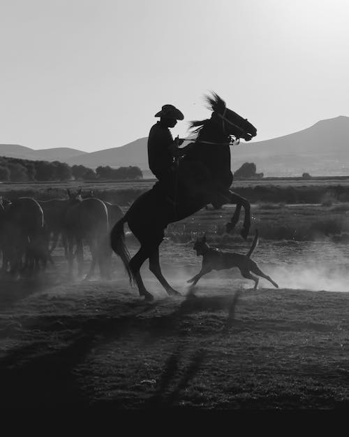 Ingyenes stockfotó állatok, cowboykalap, fekete-fehér témában