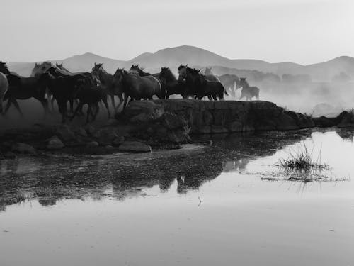 Fotobanka s bezplatnými fotkami na tému beh, čierny a biely, črieda