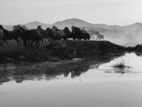 Black and white image of horses running near a river. Dramatic, wild, and natural.