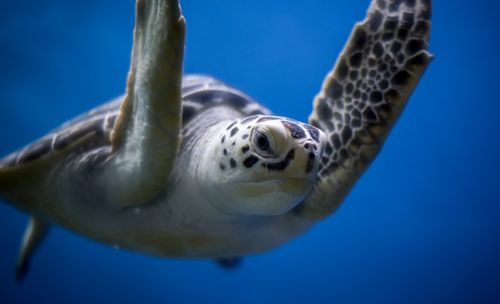Free Detailed image of a sea turtle gracefully swimming underwater, showcasing its patterned shell. Stock Photo