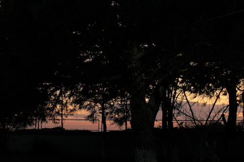 Бесплатное стоковое фото с вечернее солнце, дерево, закат фон