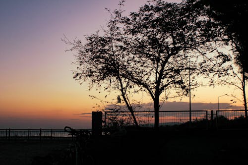 Бесплатное стоковое фото с велосипед, вечернее солнце, дерево