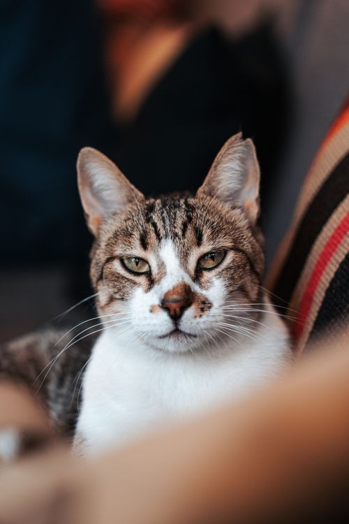 Free A close-up image of a domestic cat lounging indoors, capturing its serene and content expression. Stock Photo