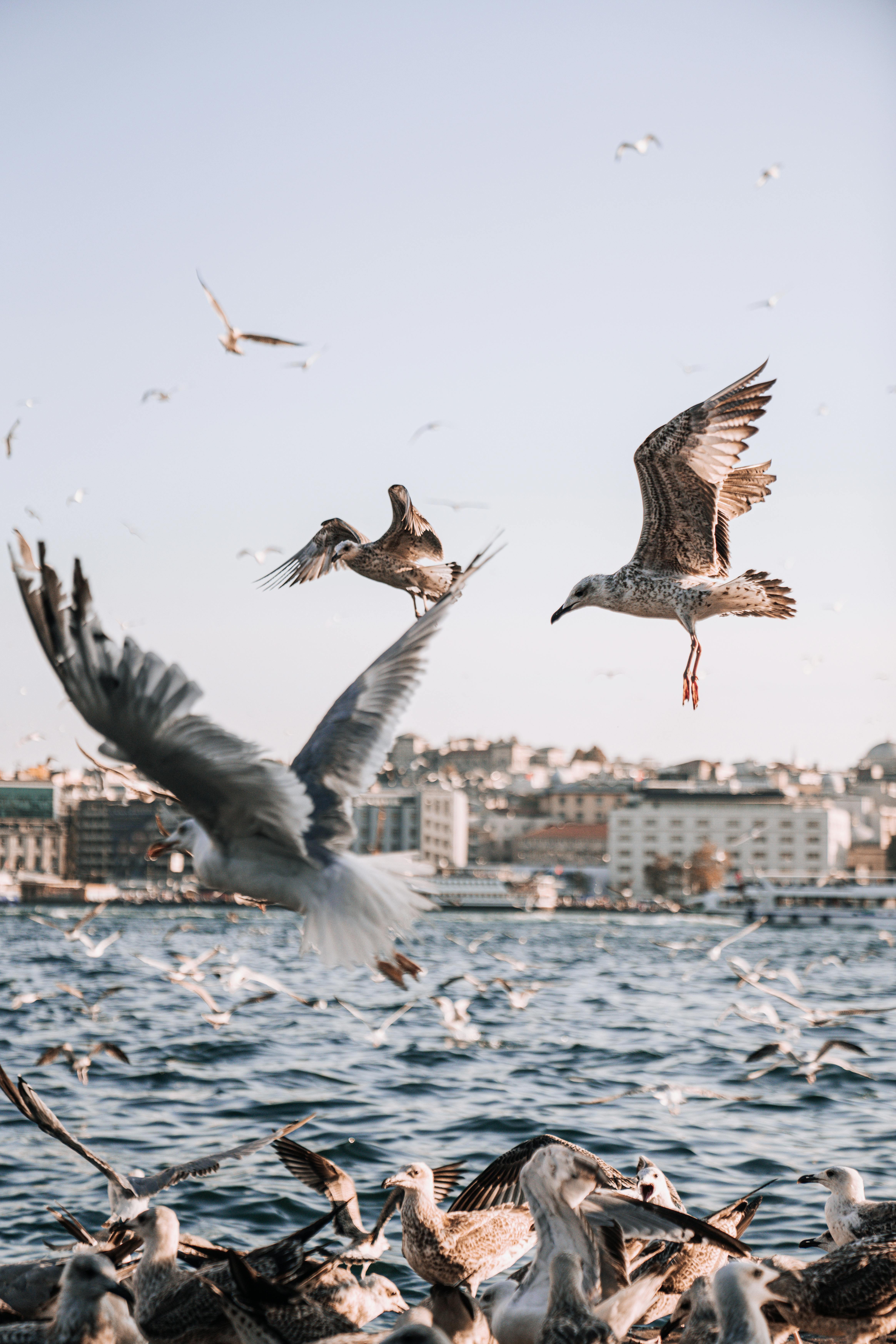 A lively scene of seagulls flying over a vibrant city harbor, capturing motion and urban wildlife.