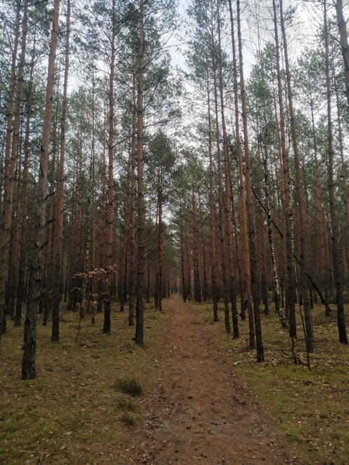 Základová fotografie zdarma na téma borovice, cesta, jehličnany