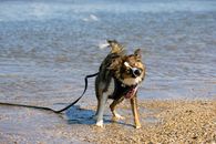 Energetic Border Collie enjoying a sunny day at the seashore, shaking off water.