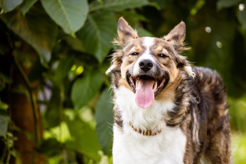 Panting Dog in a Garden