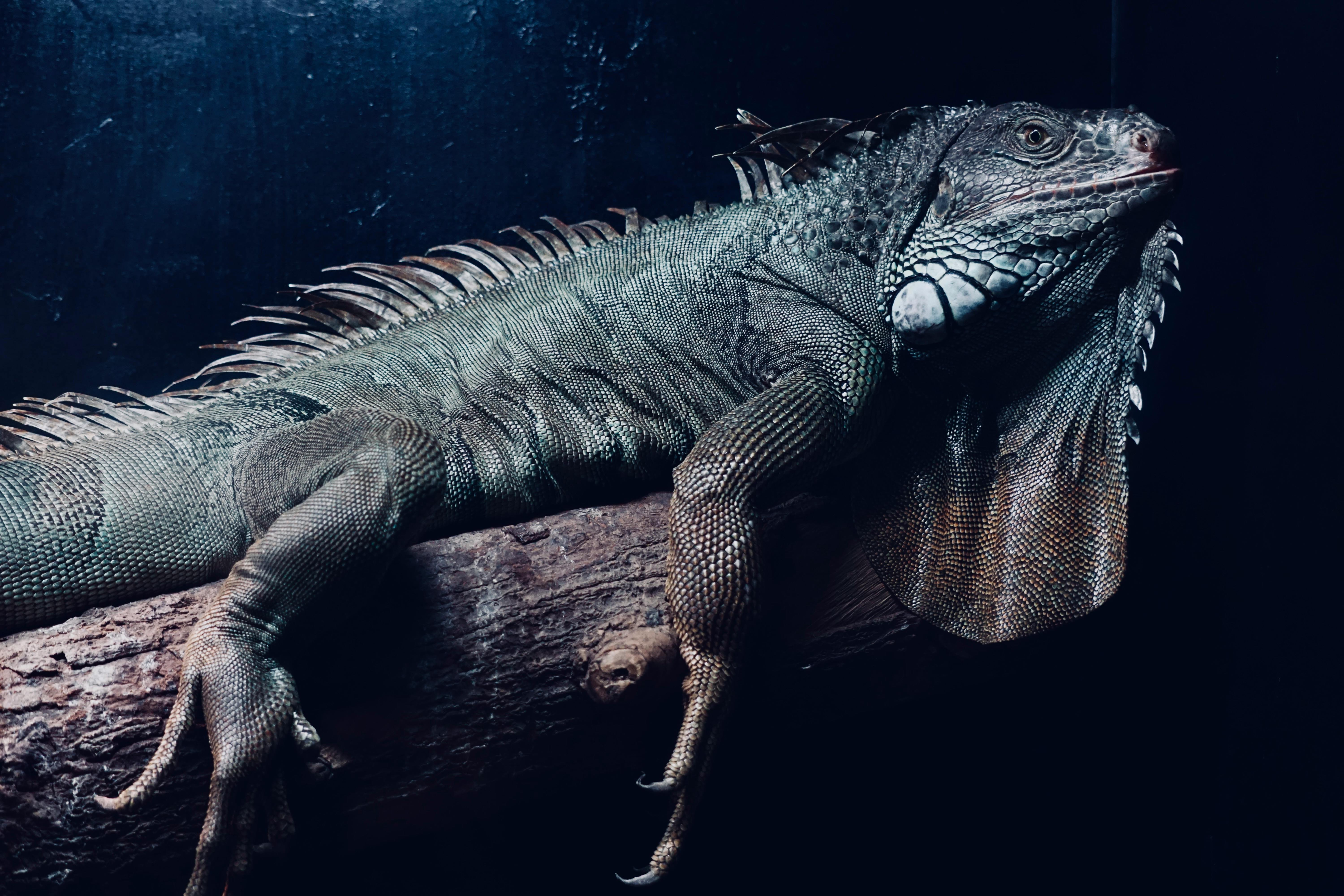 Extraordinary Animal Adaptations You Won't Believe