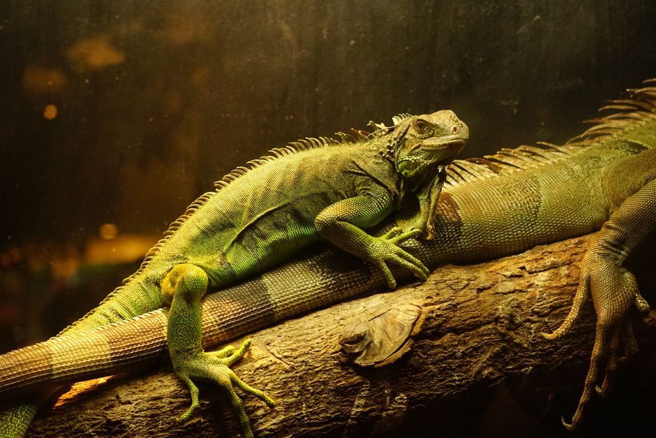 Green iguanas resting on a log in a terrarium, captured in a warm, detailed close-up.