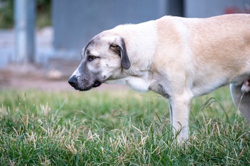 Foto profissional grátis de animais de estimação, cachorro, fazendo xixi