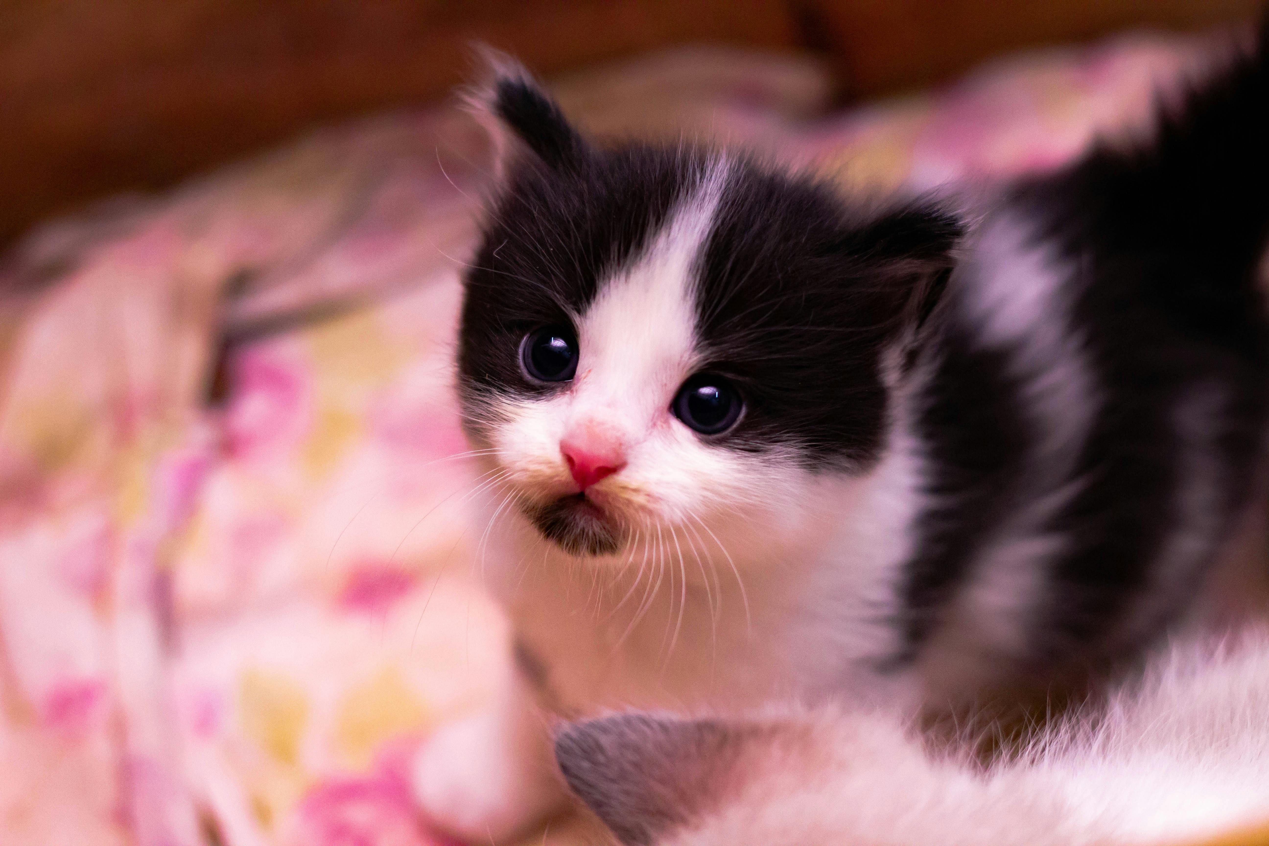 Photo Gratuite De Bebe Bebe Chat Chat Photo Gratuite De Bebe Bebe Chat Chat