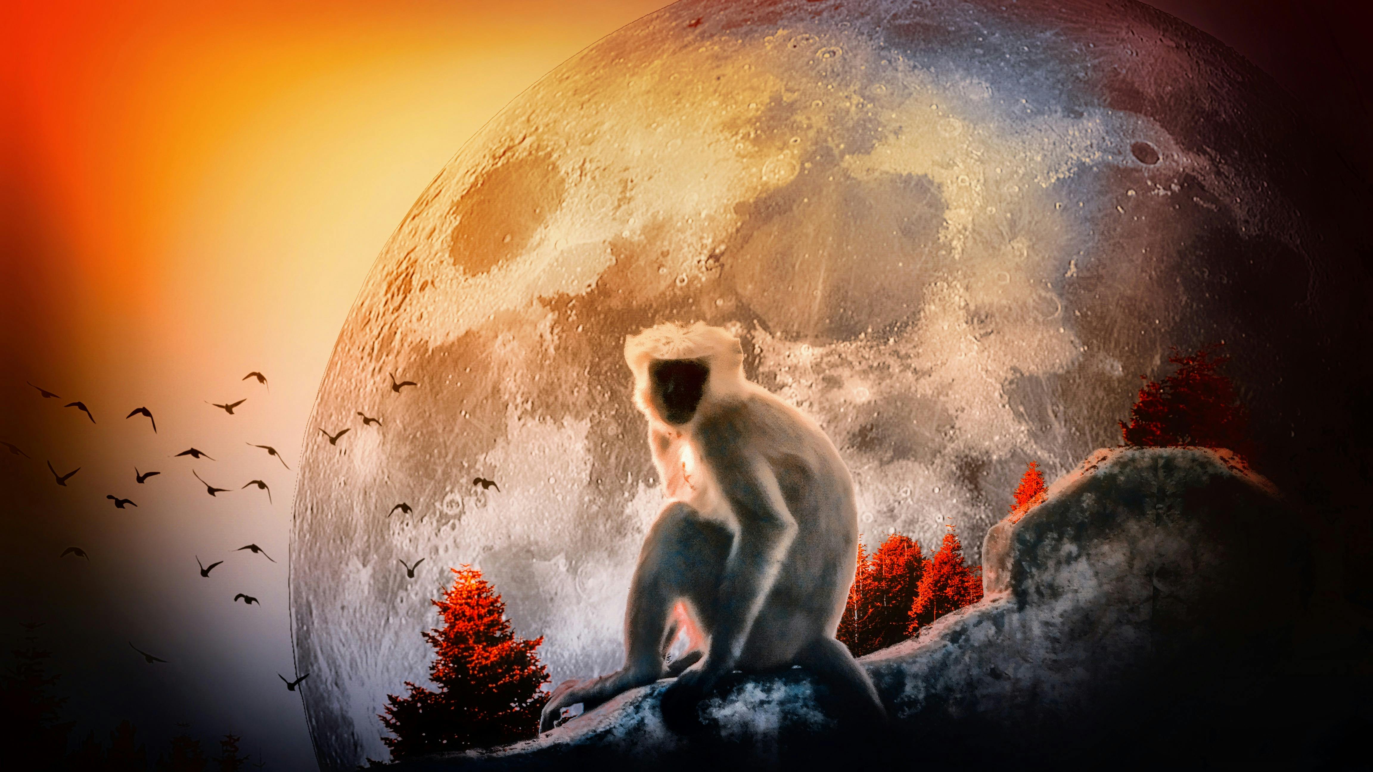 Free stock photo of big moon, Monkey alone, Monkey on wall
