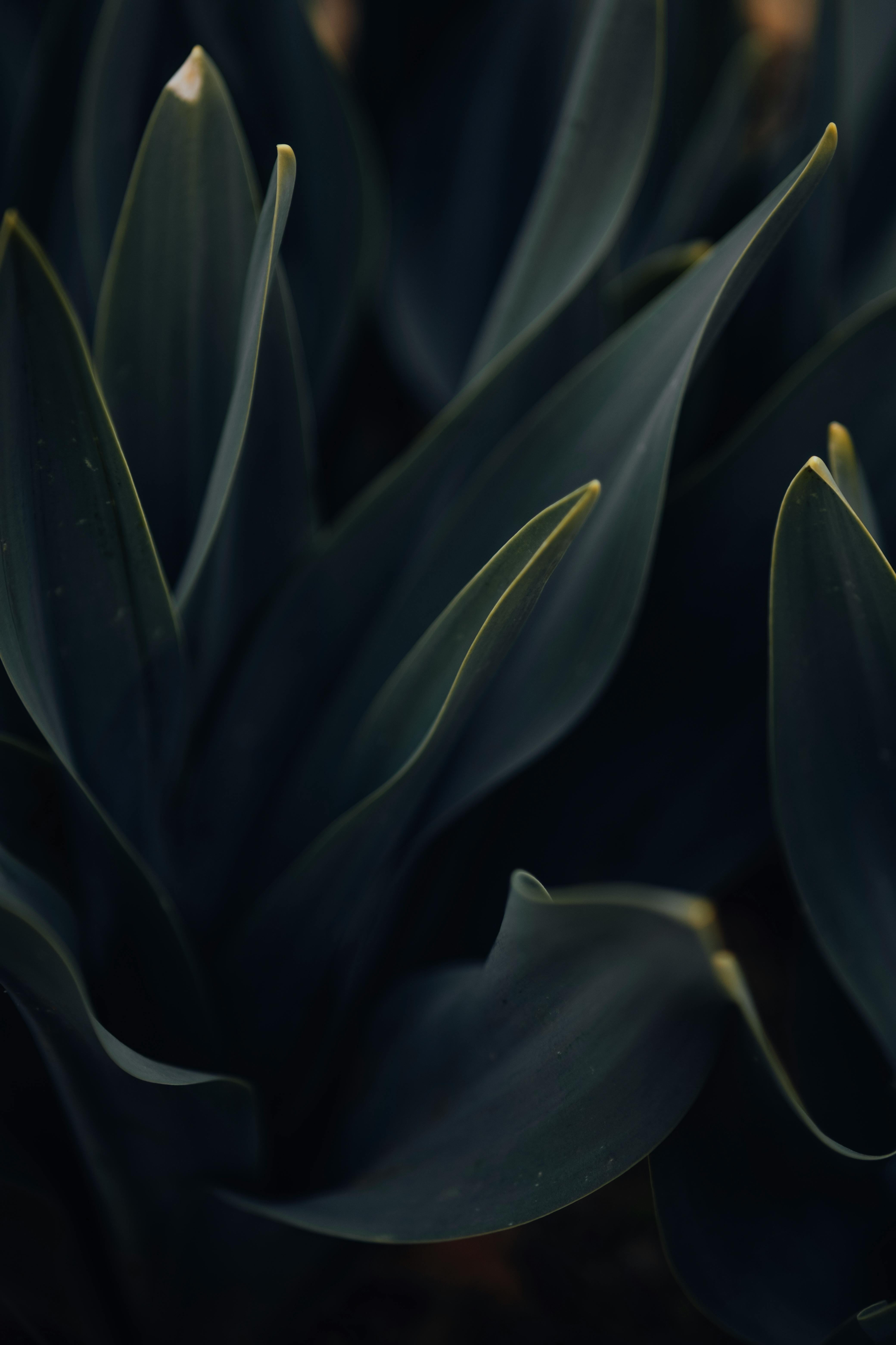 Green Leafed Plants With Black Background · Free Stock Photo