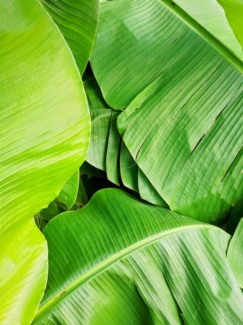 Free Detailed close-up of fresh green banana leaves showcasing natural textures and vivid colors. Stock Photo