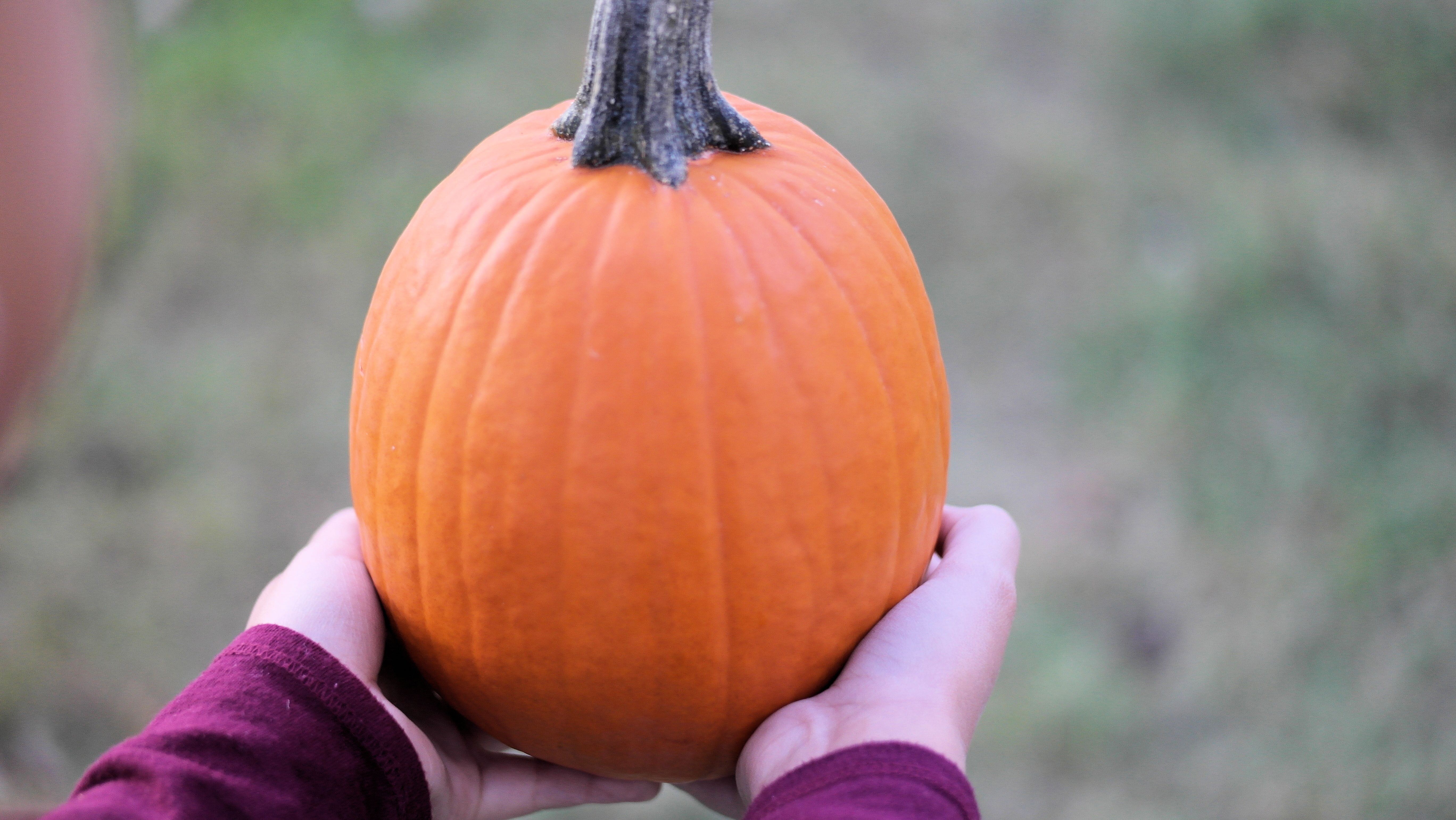 7 Best Hobby Lobby Fall Craft Finds Flying Off Shelves Right Now — Photo by Neal McNeil on Pexels