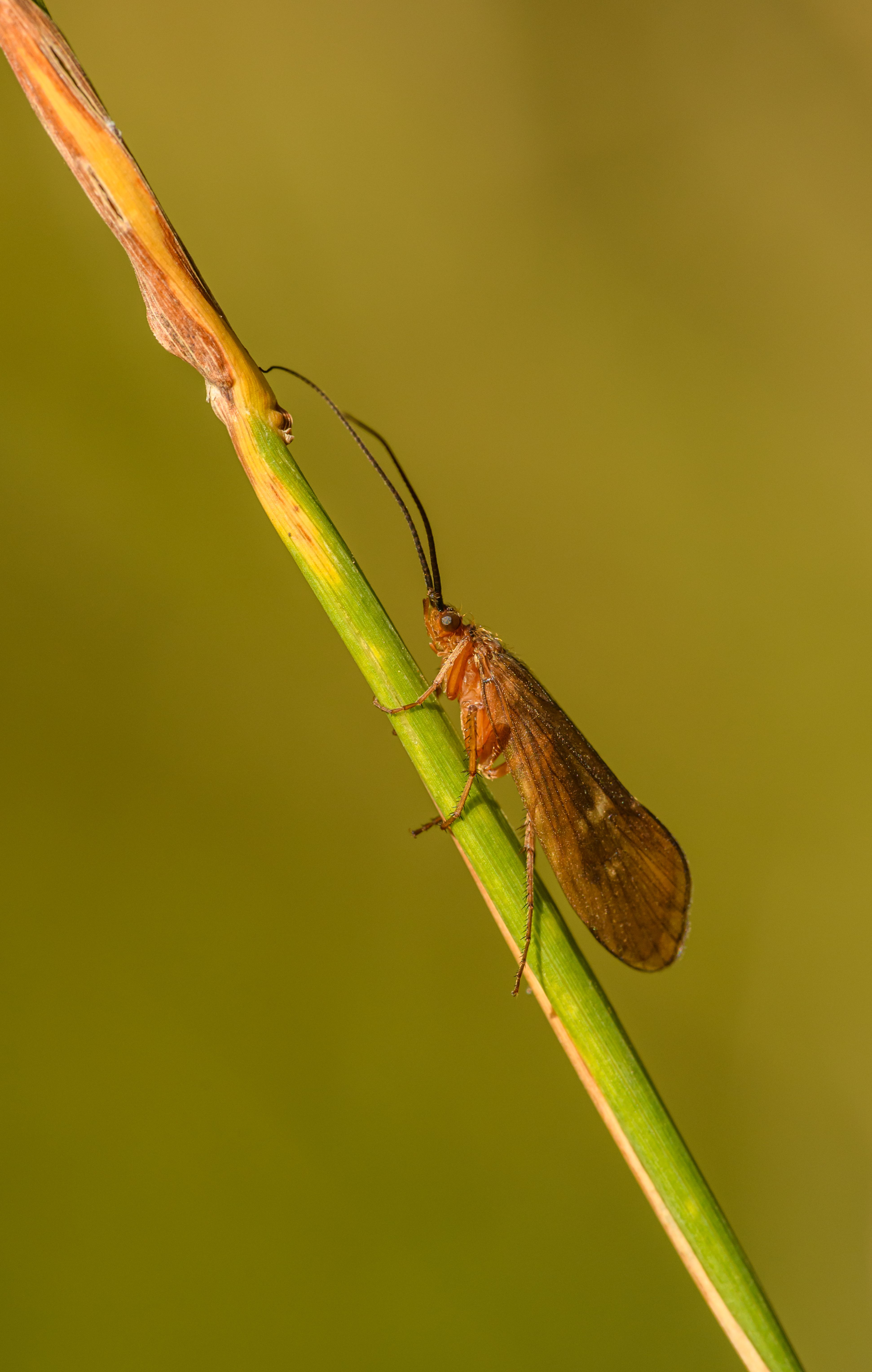 Macro of Insect Sitting on Grass · Free Stock Photo