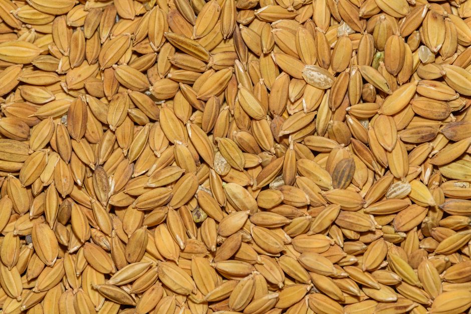 Close-up of freshly harvested paddy rice grains — the certified seed you raise in the nursery before transplanting.