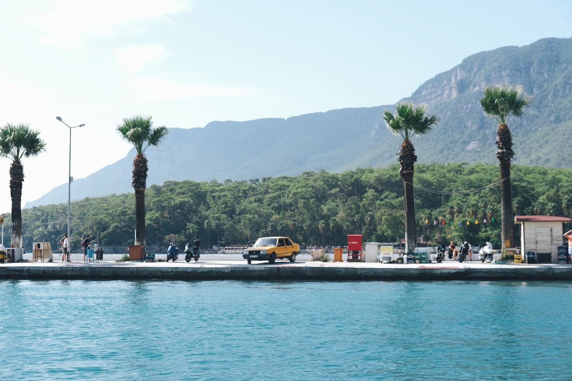 Palm Trees Growing near Water in Mountains Landscape