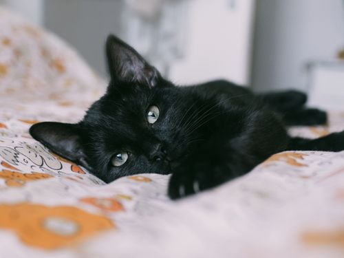 Free A cute black kitten lying on a patterned bedspread, looking softly at the camera. Stock Photo