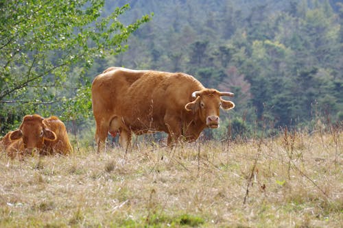 Large Brown Cows Grazing Grass on a Hill Pasture