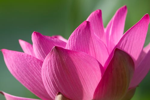 Foto profissional grátis de aumento, fechar-se, flor