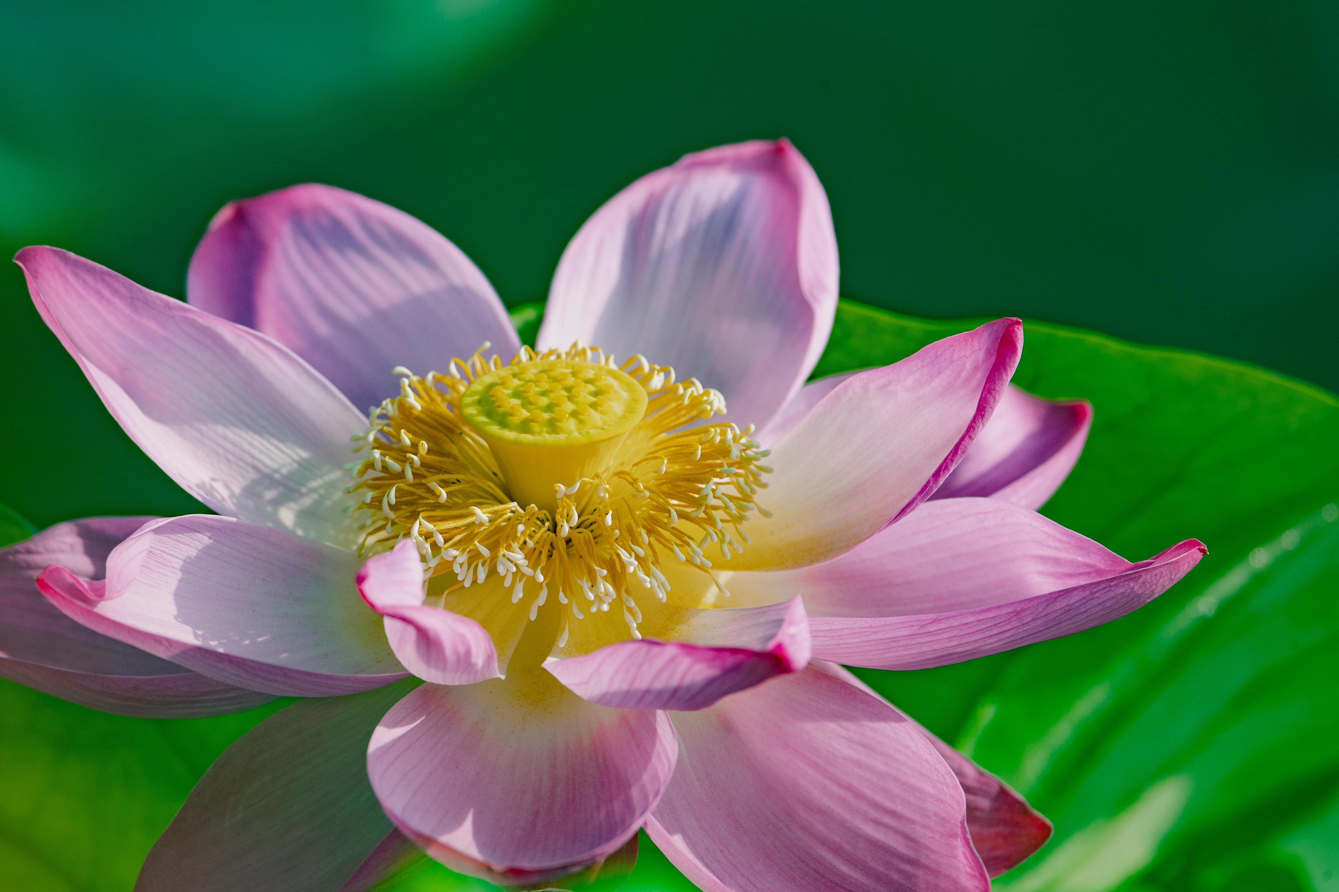 nelumbo nucifera