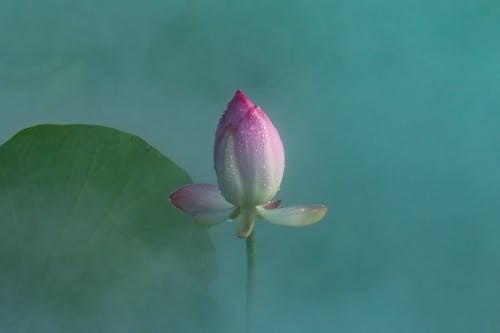 Raindrops on Lotus Flower