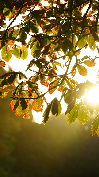 Sunset Sunlight over Leaves