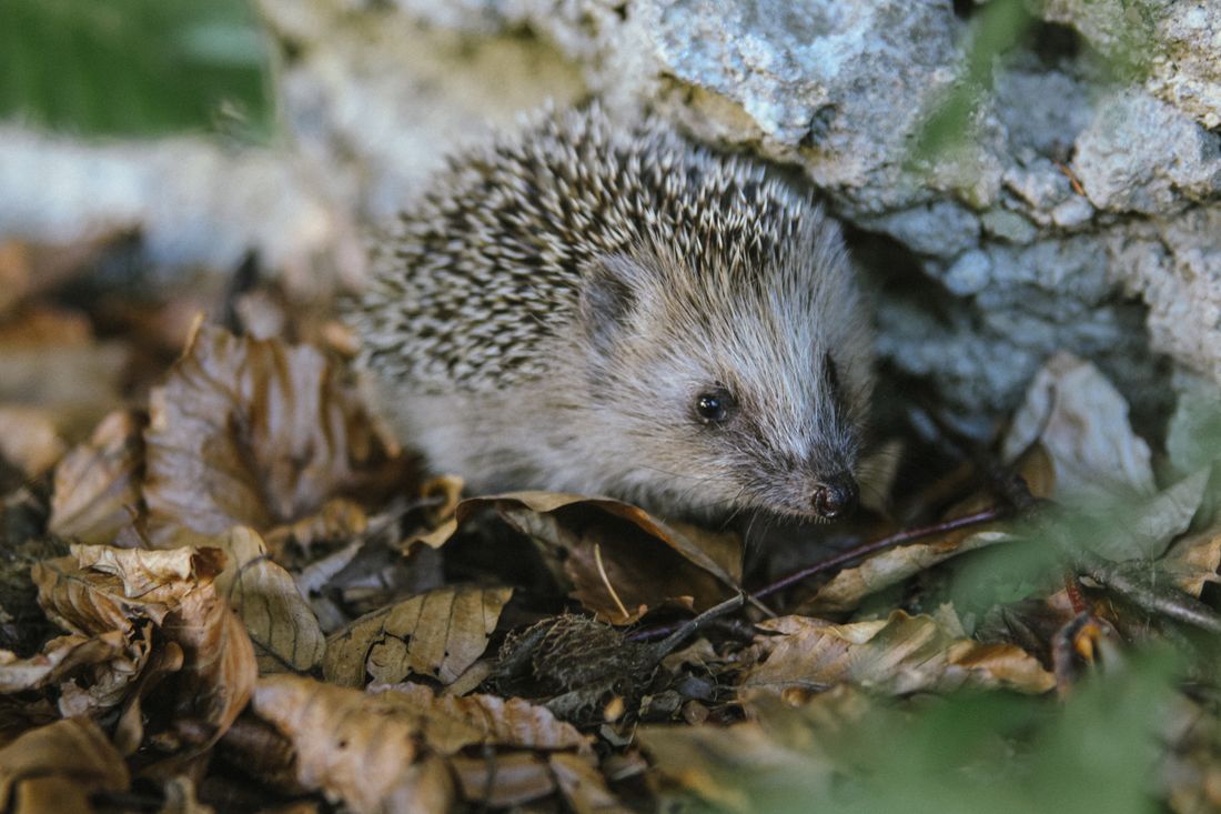 Een egel tussen herfstbladeren