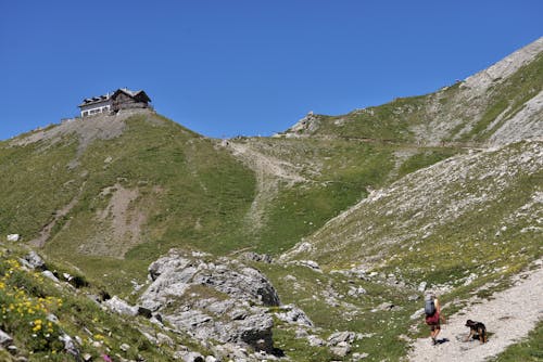 Kostnadsfri bild av berg, gående, hund