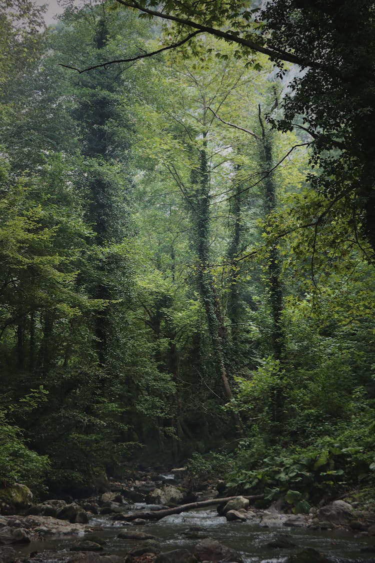 Green Trees And Stream In Deep Forest