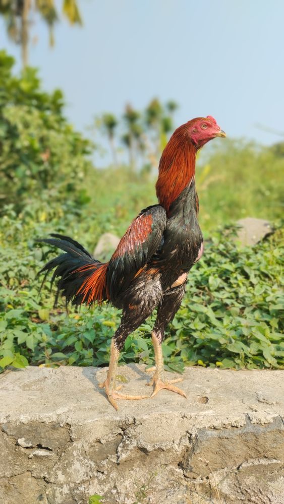 Sandai Seval Images Photos, Download The BEST Free Sandai Seval Images ...