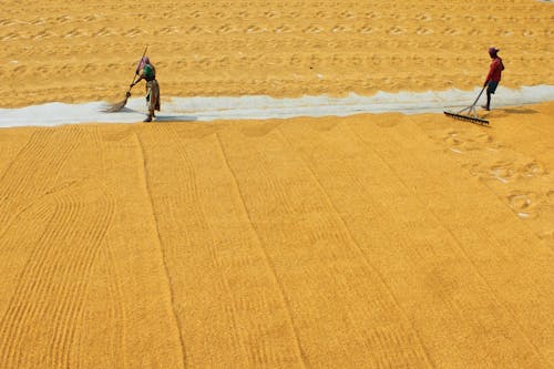 People Working with Air Drying Rice 