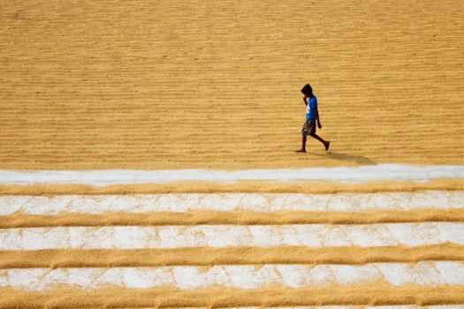 A young man walks through sun-drying rice in Habra, India. Vibrant textures of agriculture.