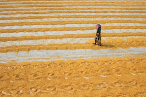 Air Drying Rice